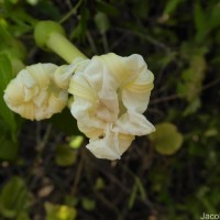 Ipomoea violacea L.